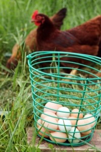 eggs & chickens